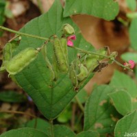 Pseudarthria viscida (L.) Wight & Arn.